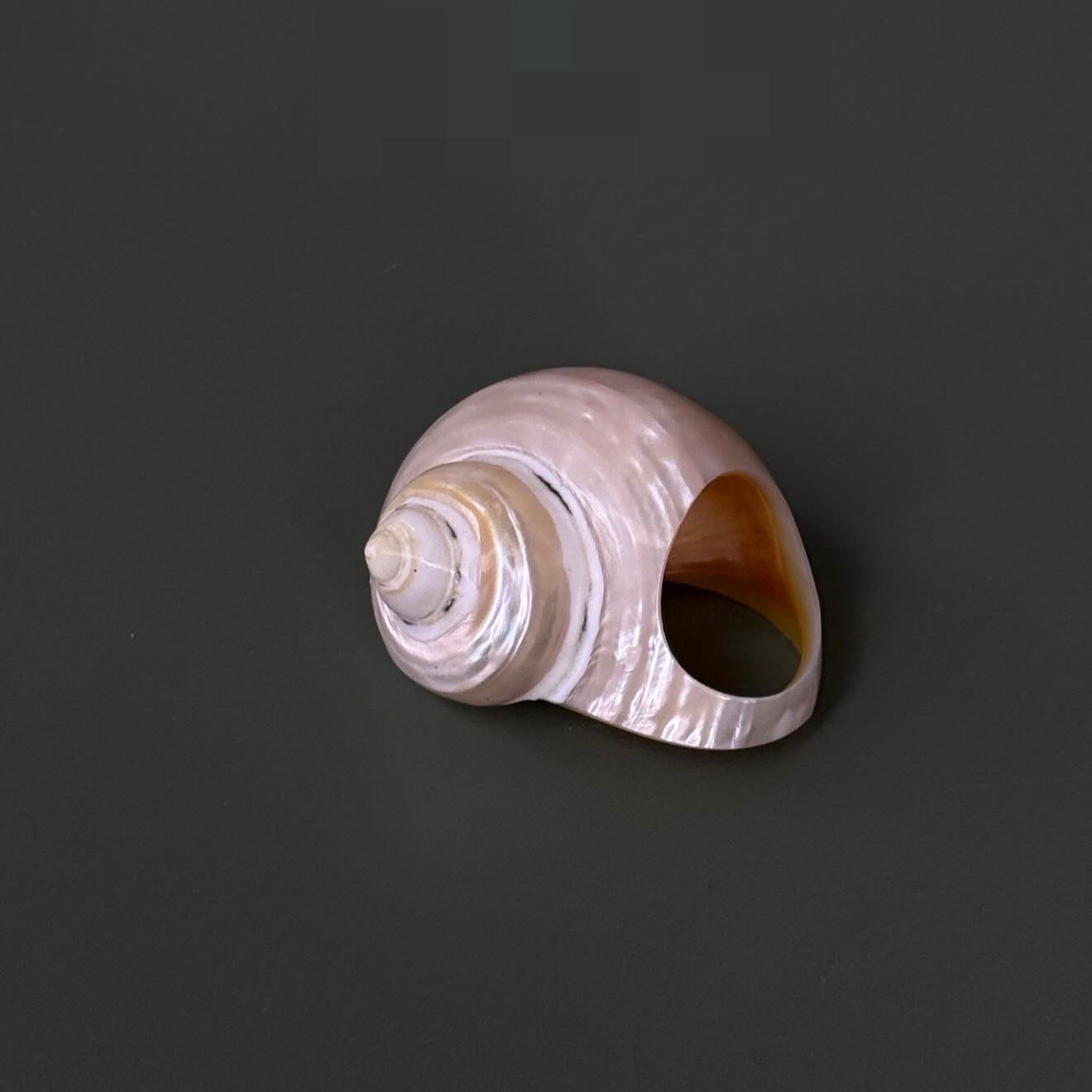 Shell Ring